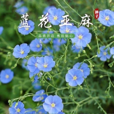 蓝花亚麻种子耐寒耐阴春秋播种多年生园林室外景观花坛庭院花