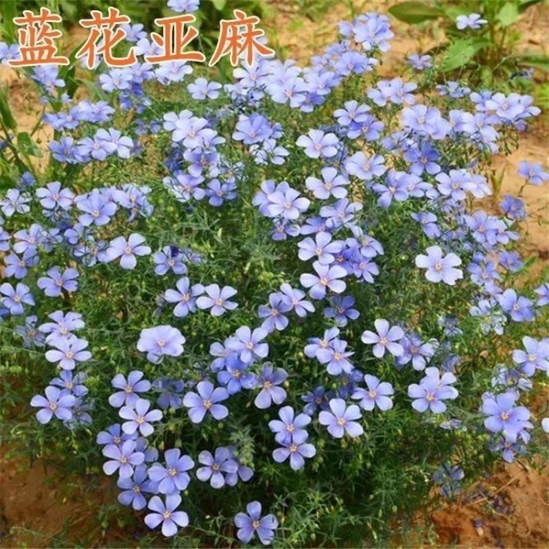 蓝花亚麻种子耐寒耐阴春秋播种多年生园林室外景观花坛庭院花