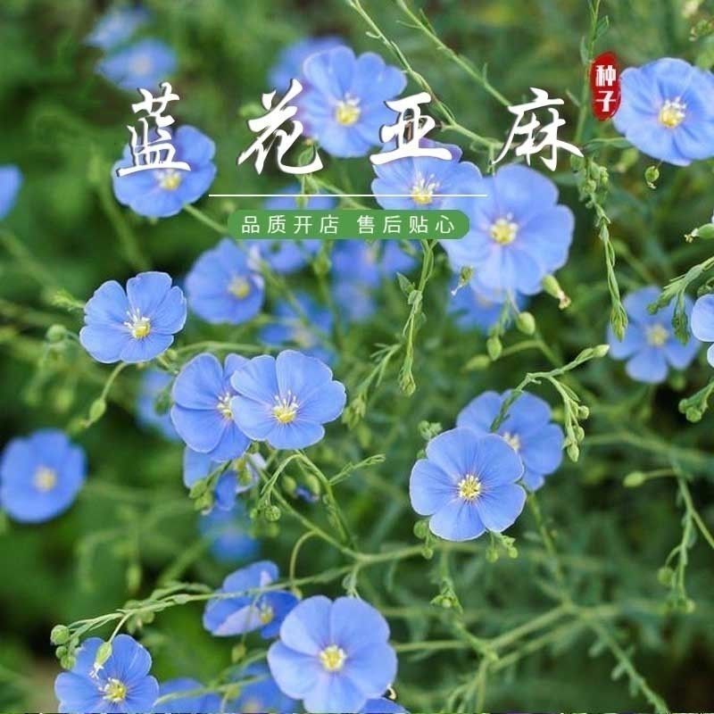 蓝花亚麻种子耐寒耐阴春秋播种多年生园林室外景观花坛庭院花