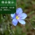 蓝花亚麻种子耐寒耐阴春秋播种多年生园林室外景观花坛庭院花