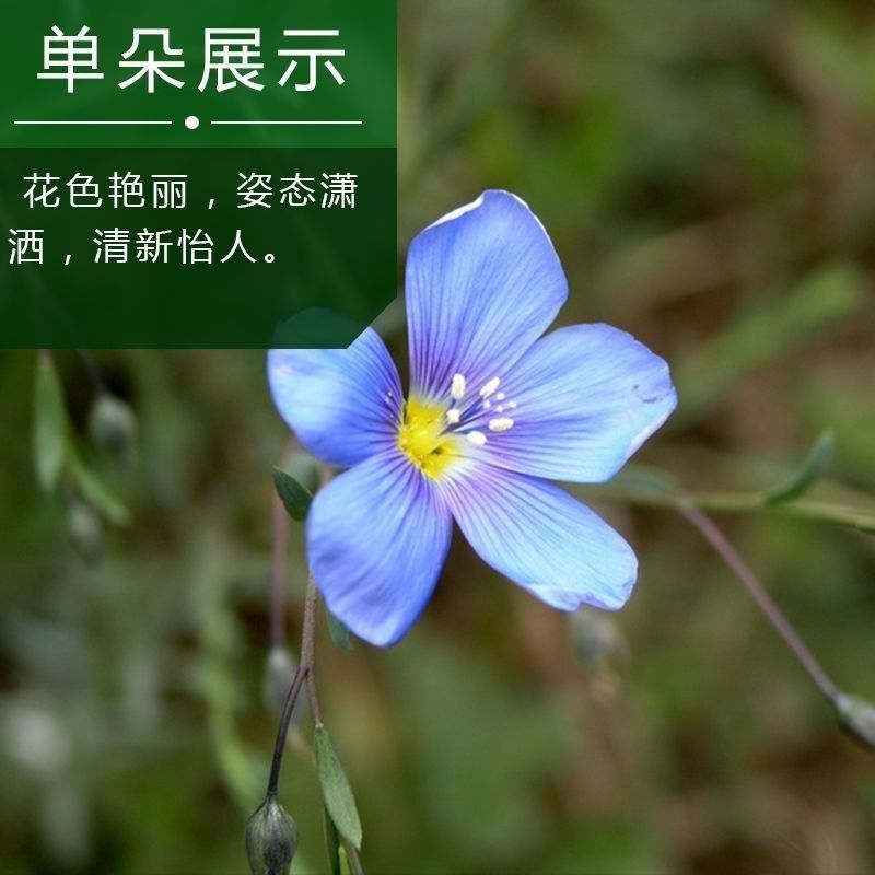 蓝花亚麻种子耐寒耐阴春秋播种多年生园林室外景观花坛庭院花