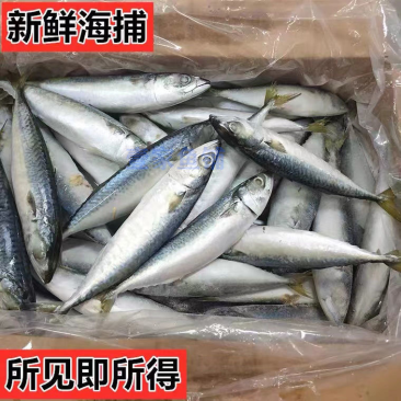 鲐鲅鱼对接个大电商社区团购批发零售一件代发