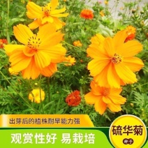 硫华菊种子观赏格桑花黄色波斯菊花种籽耐旱庭院阳台盆栽花草