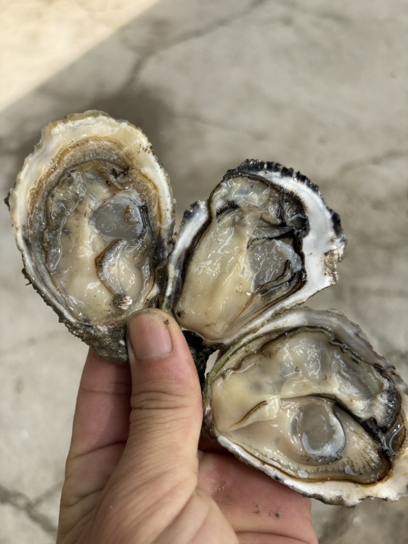 福建三倍体，一手货源，当天打捞当天发货，支持预约。