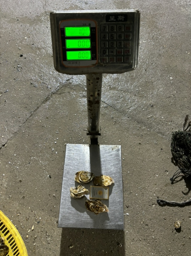 福建三倍体，一手货源，当天打捞当天发货，支持预约。