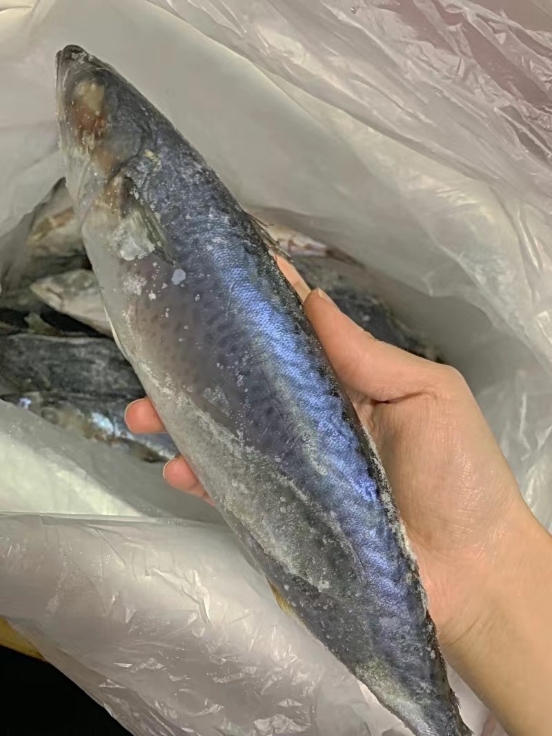 鲐鲅鱼对接个大电商社区团购批发零售一件代发