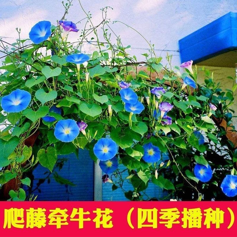 新牵牛花爬藤花卉种子攀援垂吊喇叭花花籽春秋易活庭院阳台盆