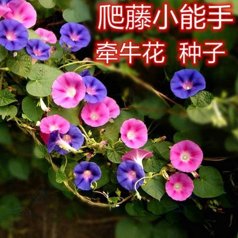 新牵牛花爬藤花卉种子攀援垂吊喇叭花花籽春秋易活庭院阳台盆