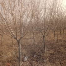 樱花树各种规格价格优惠欢迎来电咨询