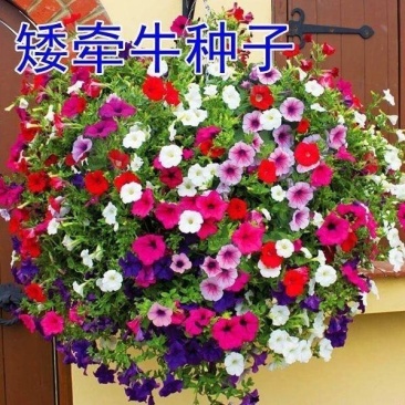 矮牵牛种子花种籽易播易养活室外庭院阳台花卉种子孑开花早花