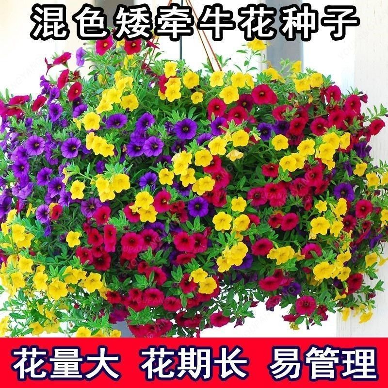 矮牵牛种子花种籽易播易养活室外庭院阳台花卉种子孑开花早花