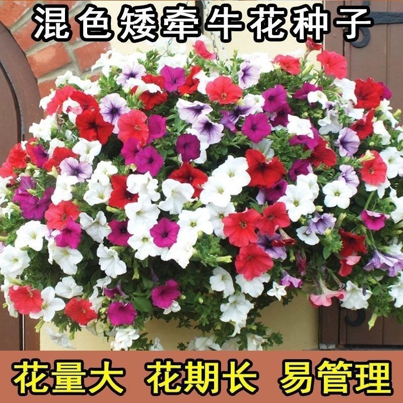 矮牵牛种子花种籽易播易养活室外庭院阳台花卉种子孑开花早花