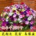 矮牵牛种子花种籽易播易养活室外庭院阳台花卉种子孑开花早花
