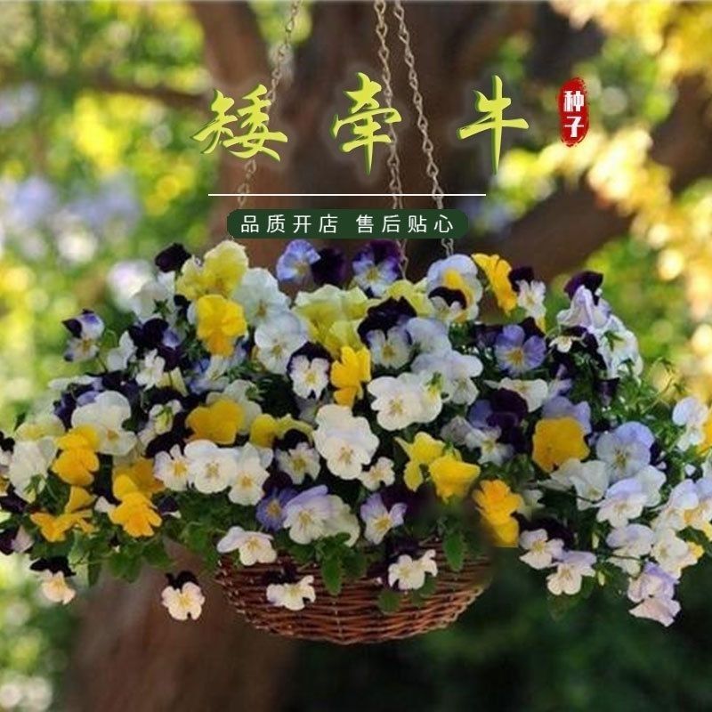 矮牵牛种子花种籽易播易养活室外庭院阳台花卉种子孑开花早花