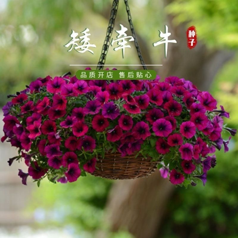 矮牵牛种子花种籽易播易养活室外庭院阳台花卉种子孑开花早花