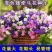 矮牵牛种子花种籽易播易养活室外庭院阳台花卉种子孑开花早花