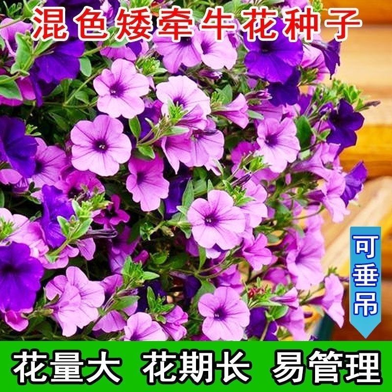 矮牵牛种子花种籽易播易养活室外庭院阳台花卉种子孑开花早花