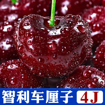 智利车里子对接个大电商社区团购批发一件代发