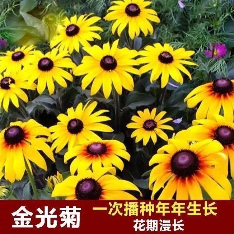 金光菊种子黄菊花种子黑眼菊多年生易活播种花卉菊花