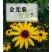 金光菊种子黄菊花种子黑眼菊多年生易活播种花卉菊花