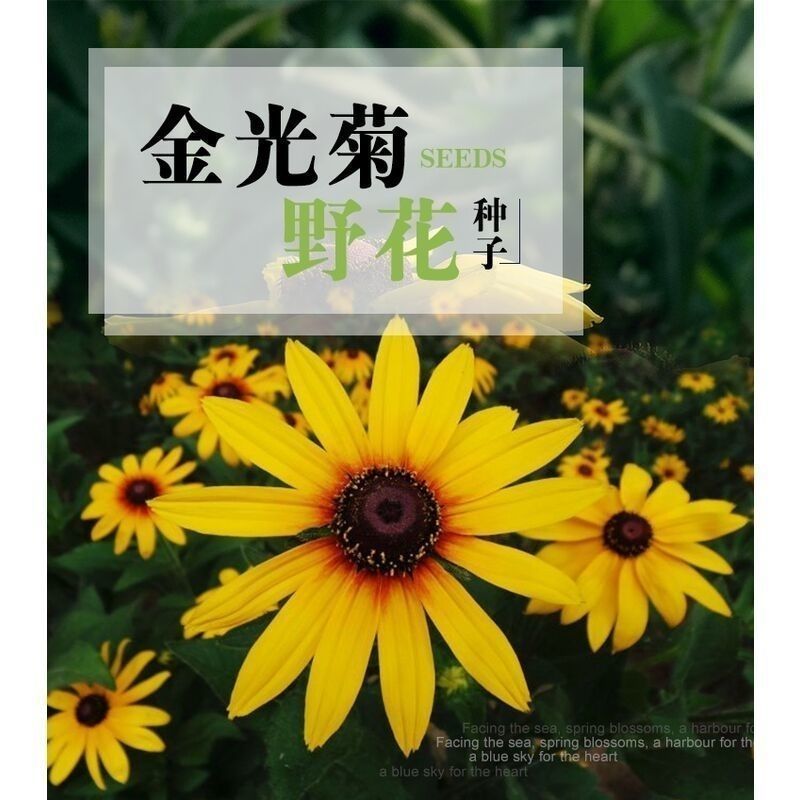 金光菊种子黄菊花种子黑眼菊多年生易活播种花卉菊花