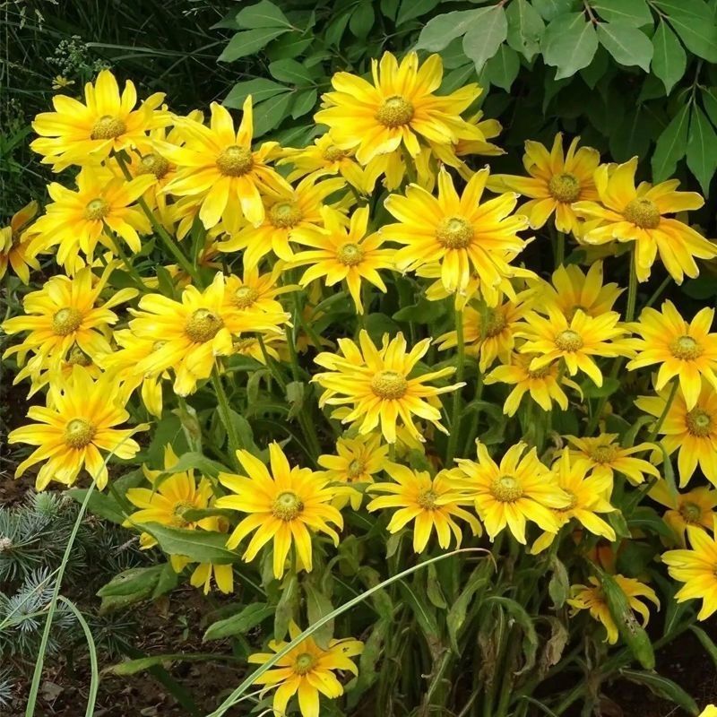 金光菊种子黄菊花种子黑眼菊多年生易活播种花卉菊花