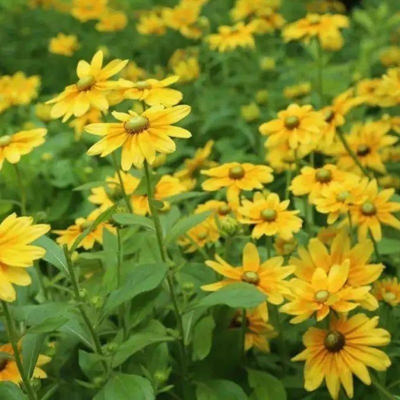 金光菊种子黄菊花种子黑眼菊多年生易活播种花卉菊花