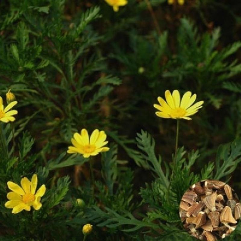 茼蒿菊种子木茼蒿多年生宿根花草种子木春菊种子景观花海易种