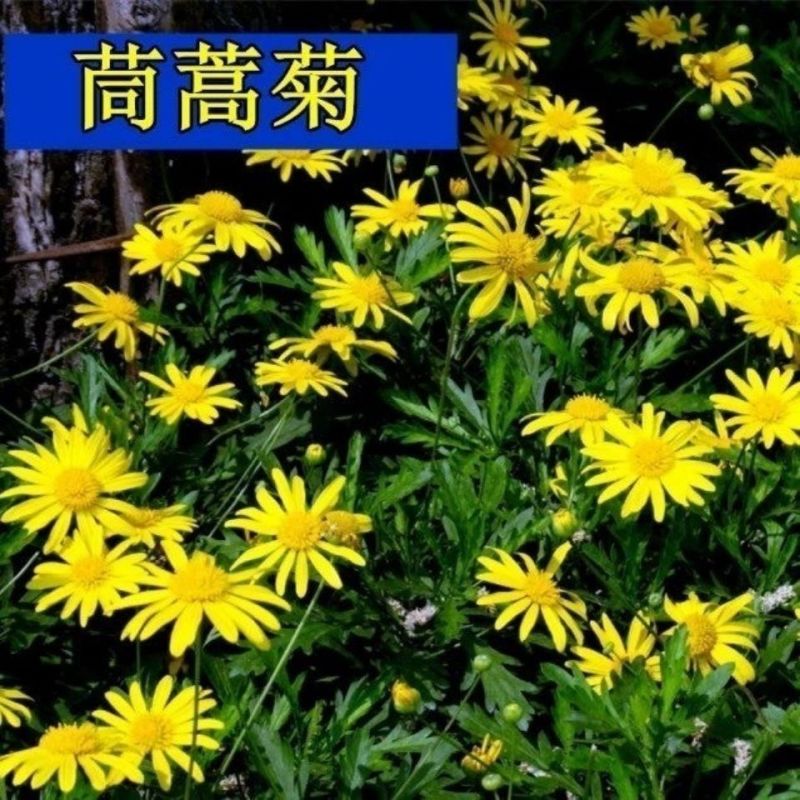 茼蒿菊种子木茼蒿多年生宿根花草种子木春菊种子景观花海易种