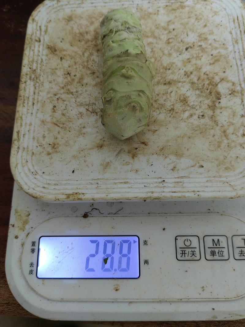 新鲜山葵