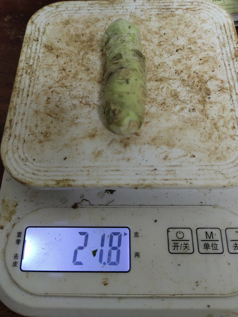 新鲜山葵