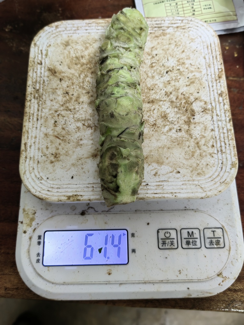 新鲜山葵