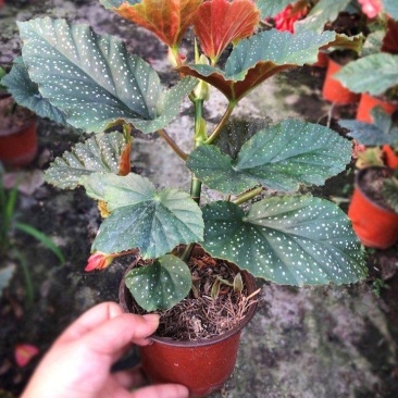竹节海棠盆栽秋海棠盆栽花卉观花植物大叶室内盆栽多年生四季