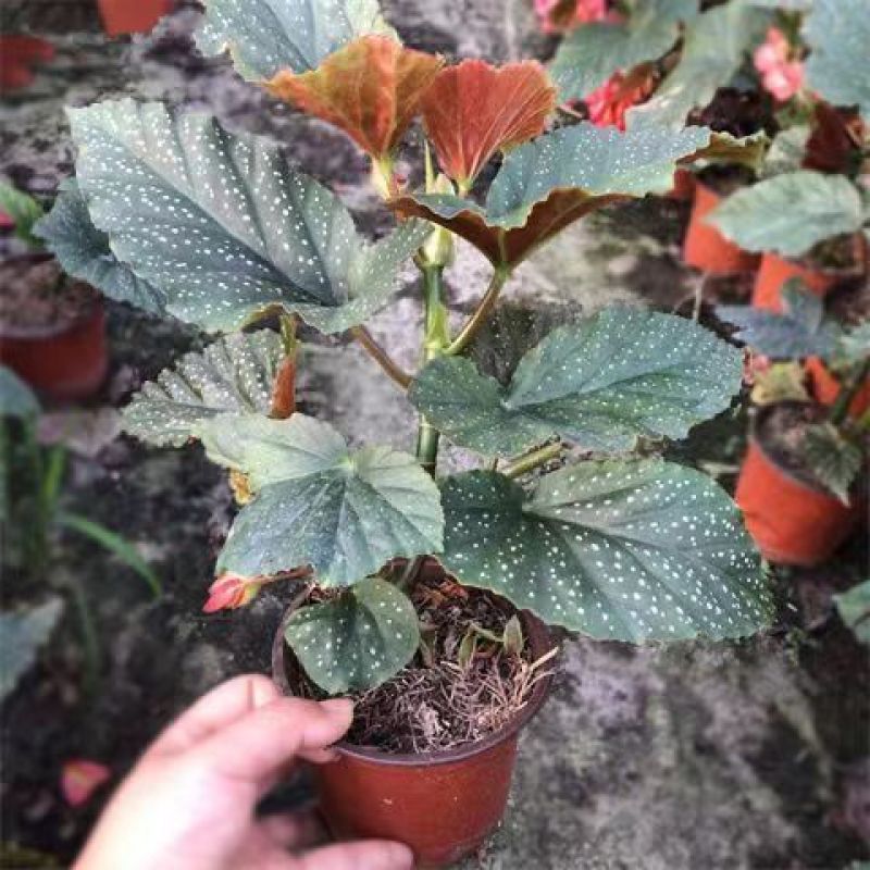 竹节海棠盆栽秋海棠盆栽花卉观花植物大叶室内盆栽多年生四季