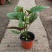 竹节海棠盆栽秋海棠盆栽花卉观花植物大叶室内盆栽多年生四季