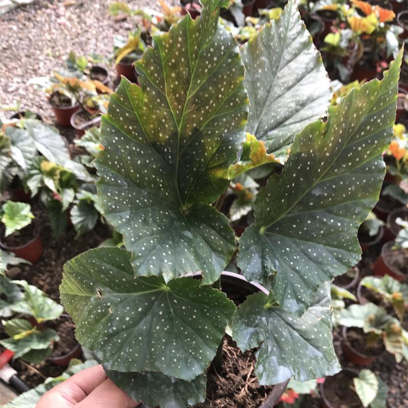 竹节海棠盆栽秋海棠盆栽花卉观花植物大叶室内盆栽多年生四季