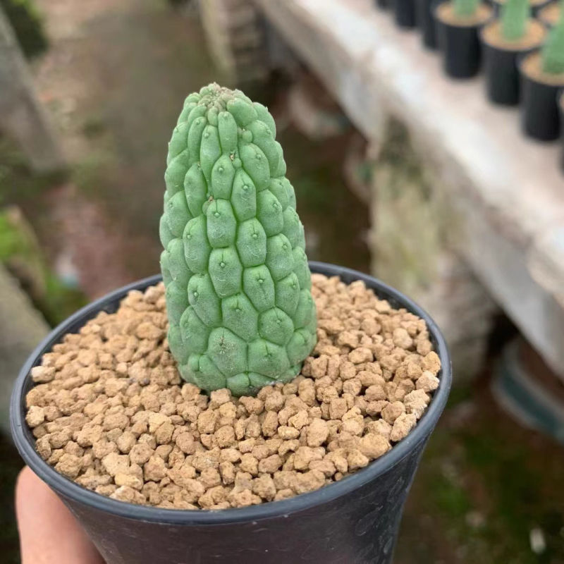 佛头玉仙人球稀有品种超萌个性可爱肉嘟嘟盆栽桌面特色摆件