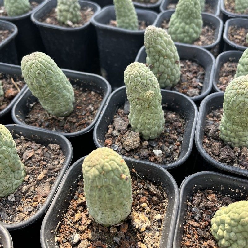佛头玉仙人球稀有品种超萌个性可爱肉嘟嘟盆栽桌面特色摆件