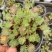 酢浆草棕榈叶盆栽花期是粉白色后期观叶适合办公室阳台