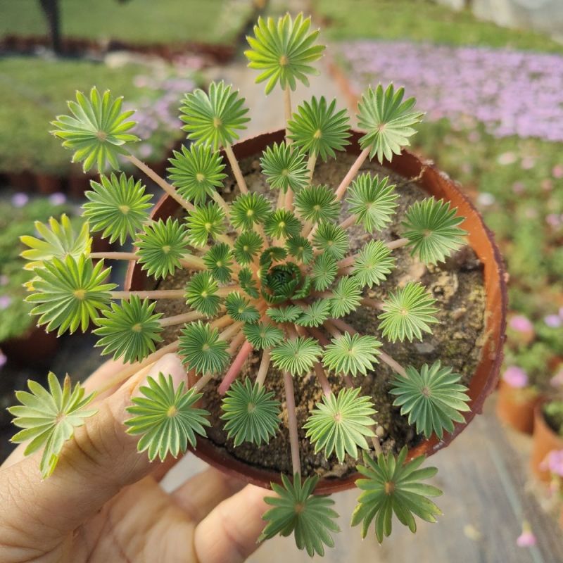 酢浆草棕榈叶盆栽花期是粉白色后期观叶适合办公室阳台