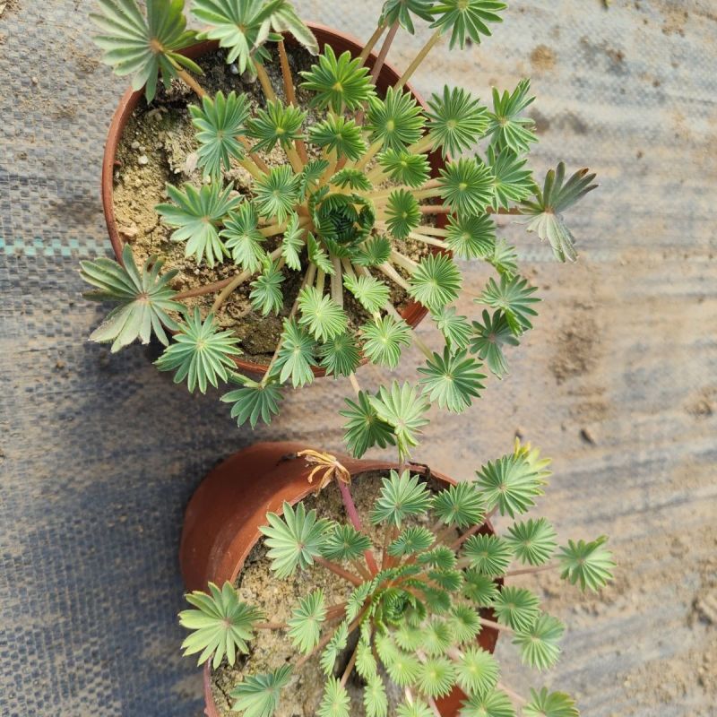 酢浆草棕榈叶盆栽花期是粉白色后期观叶适合办公室阳台
