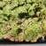 酢浆草棕榈叶盆栽花期是粉白色后期观叶适合办公室阳台