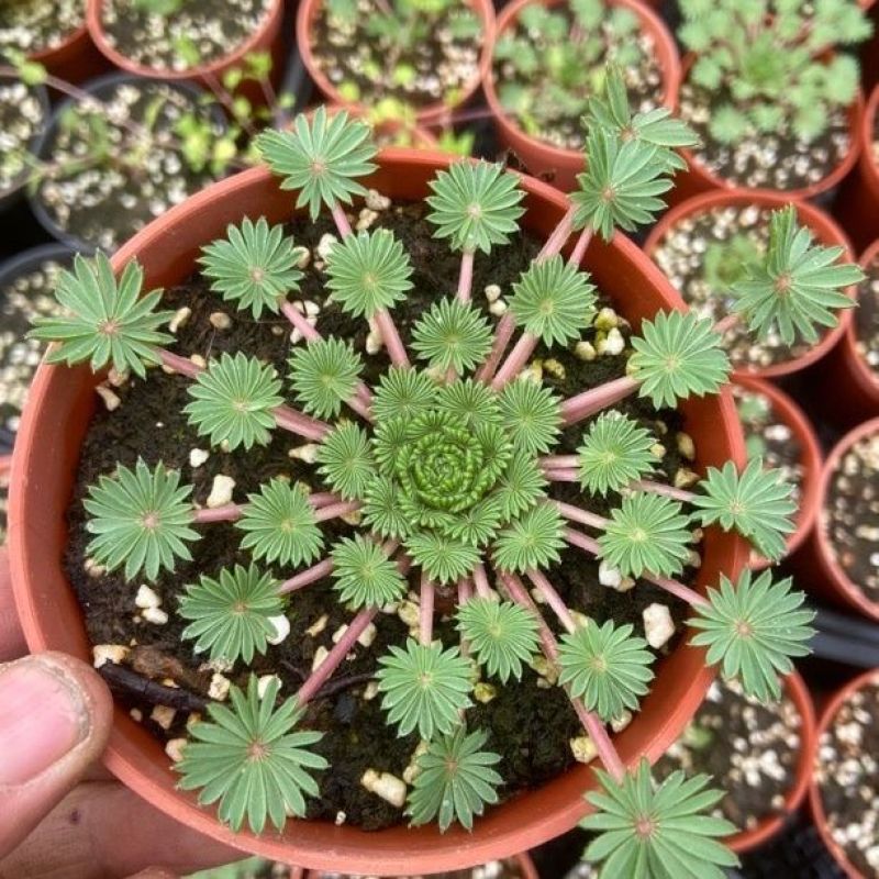酢浆草棕榈叶盆栽花期是粉白色后期观叶适合办公室阳台