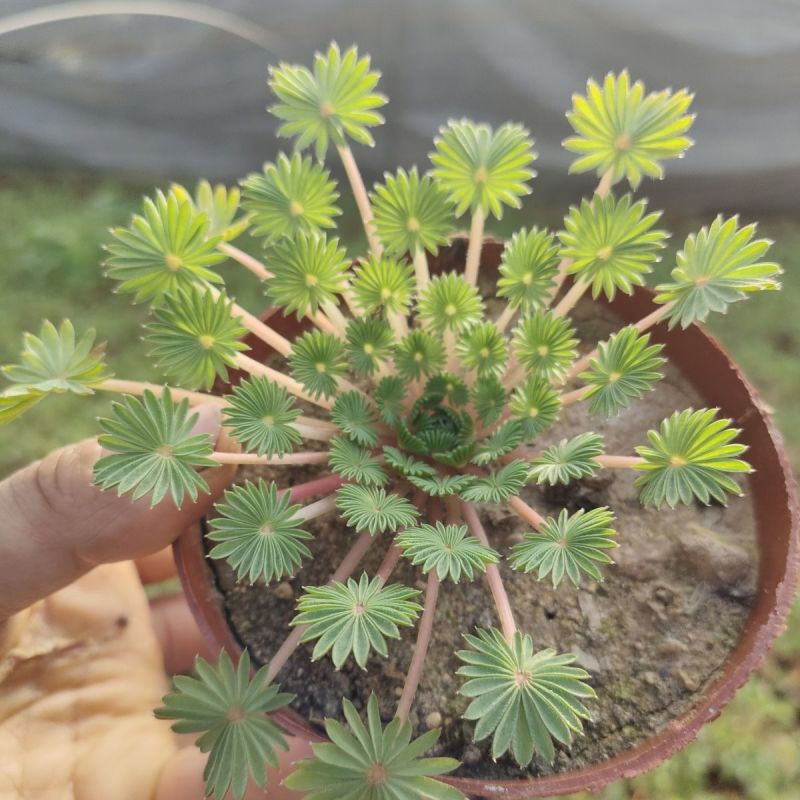 酢浆草棕榈叶盆栽花期是粉白色后期观叶适合办公室阳台