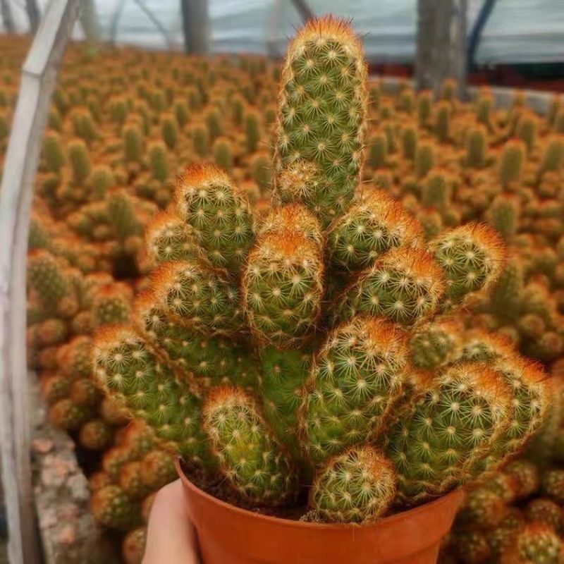 仙人掌金手指金色多肉植物带盆栽好桌面阳台小盆栽净化空气防
