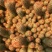 仙人掌金手指金色多肉植物带盆栽好桌面阳台小盆栽净化空气防