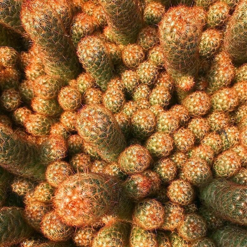 仙人掌金手指金色多肉植物带盆栽好桌面阳台小盆栽净化空气防