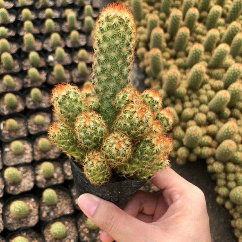 仙人掌金手指金色多肉植物带盆栽好桌面阳台小盆栽净化空气防