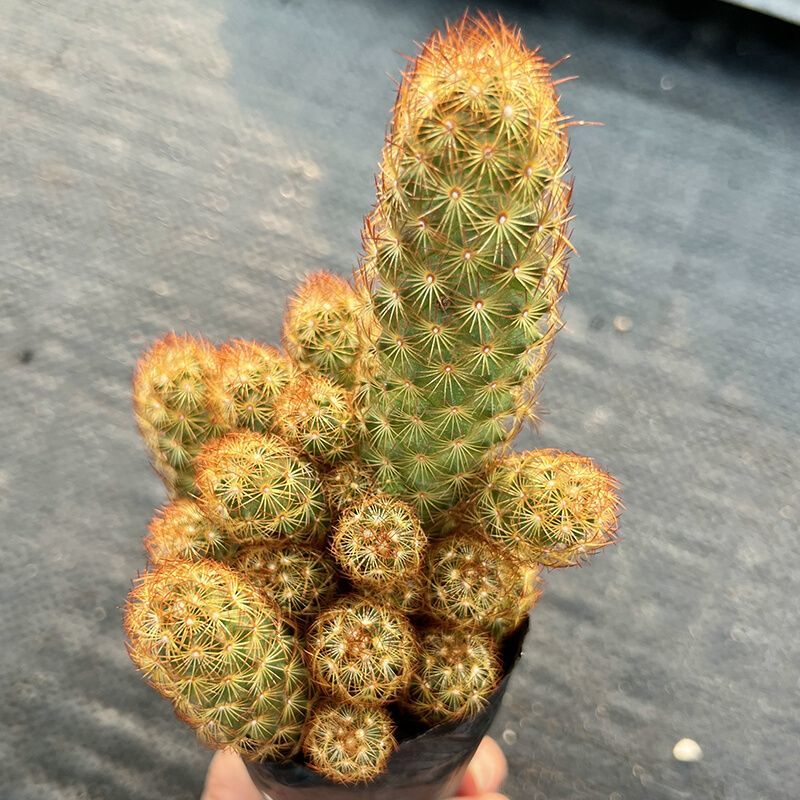 仙人掌金手指金色多肉植物带盆栽好桌面阳台小盆栽净化空气防