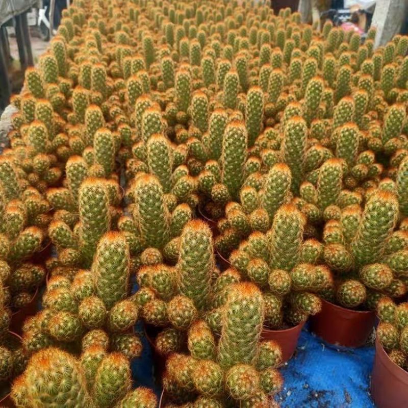 仙人掌金手指金色多肉植物带盆栽好桌面阳台小盆栽净化空气防